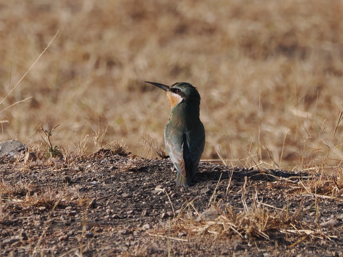 Blue-cheeked Bee-eater - ML646180032