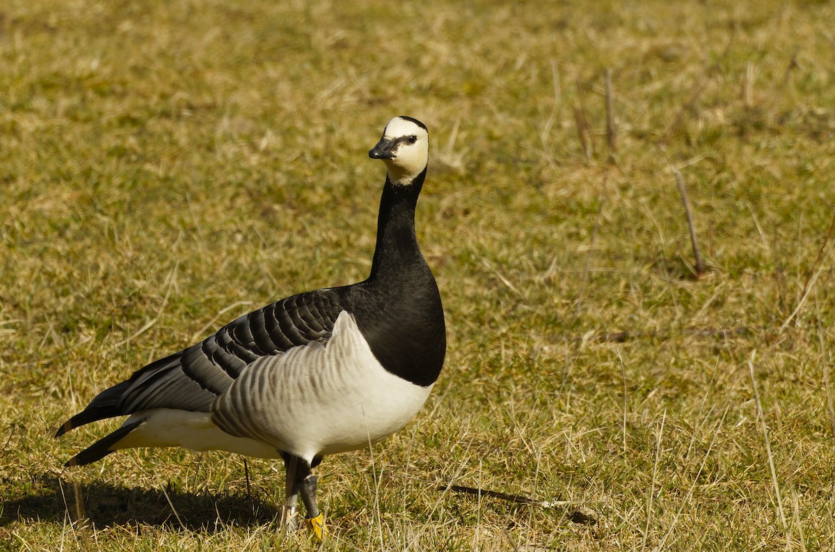 berneška bělolící - ML646180043