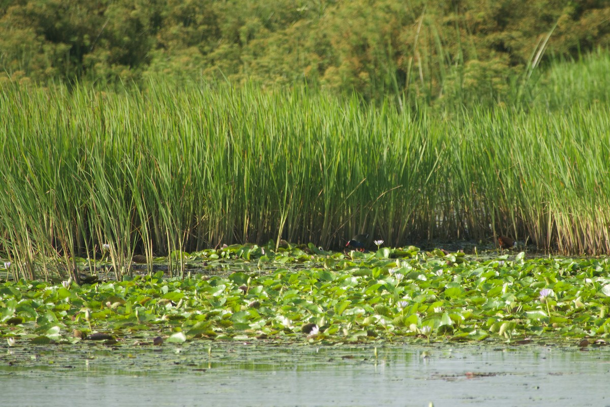 Бронзовая султанка - ML646180047