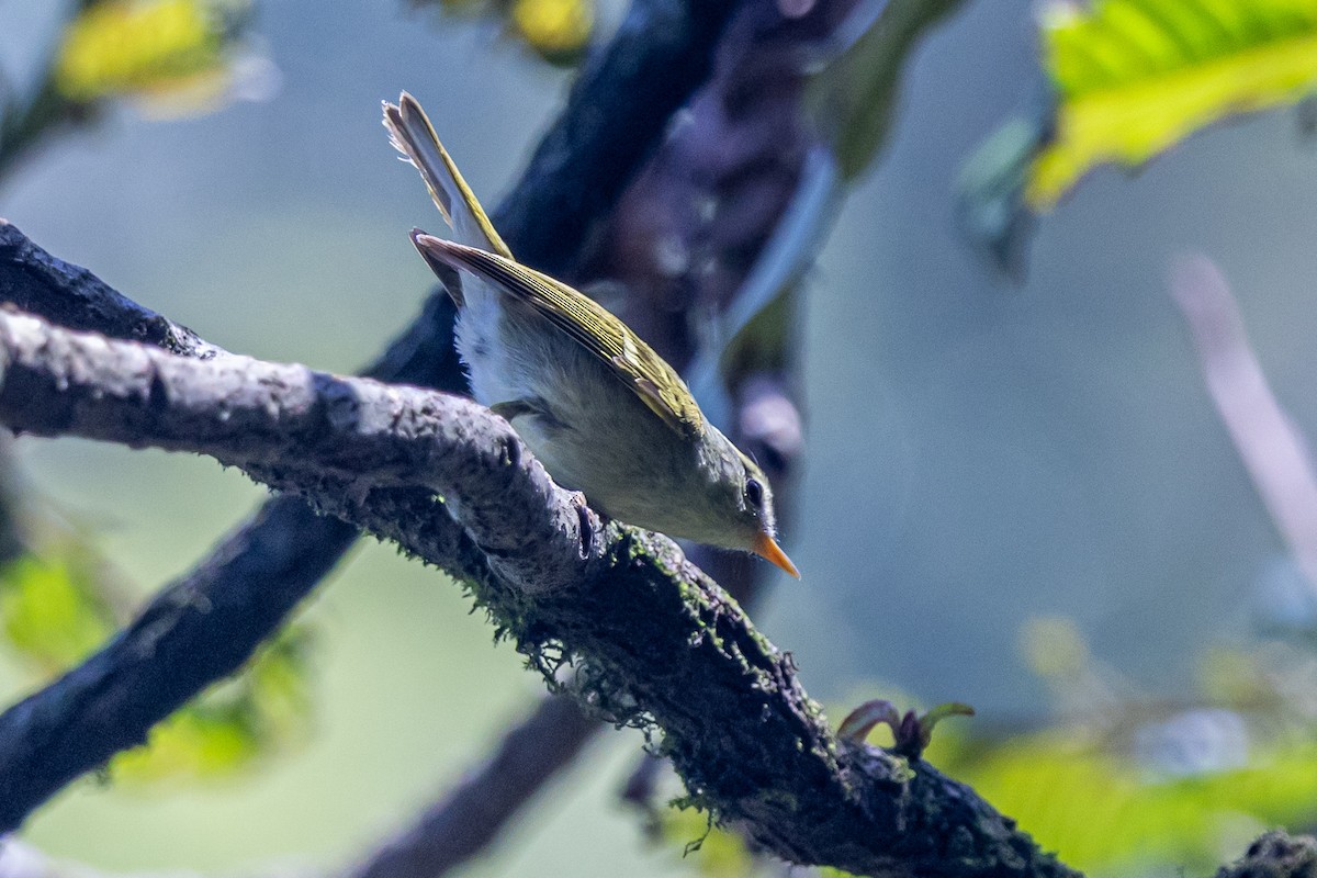 Buff-barred Warbler - ML646180048