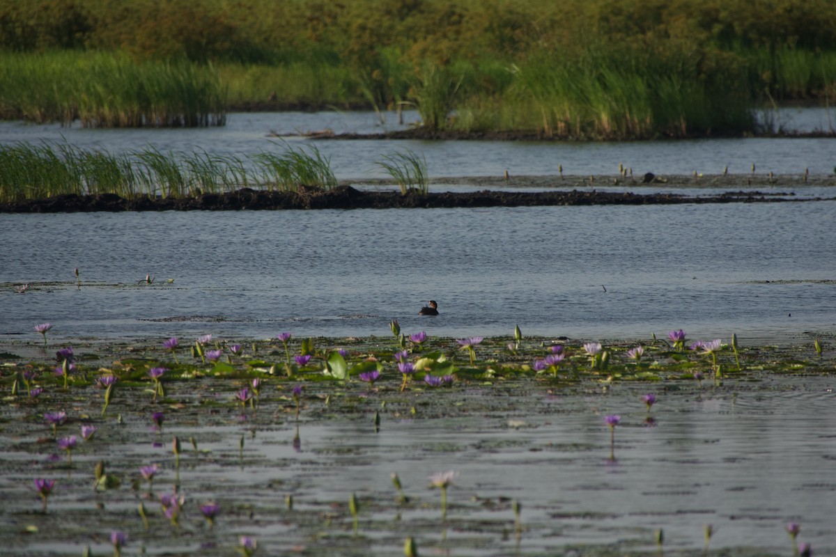 Little Grebe - ML646180065