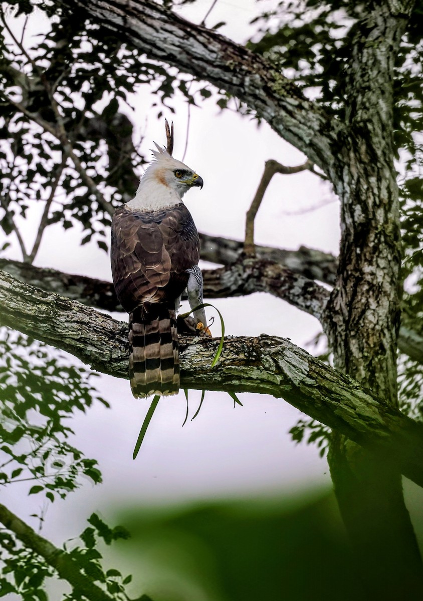 Ornate Hawk-Eagle - ML646180068