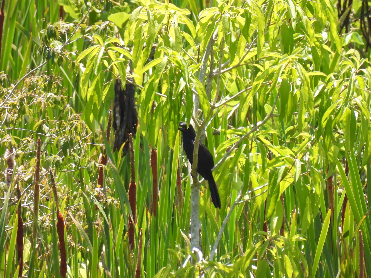 glattnebbani - ML646180073