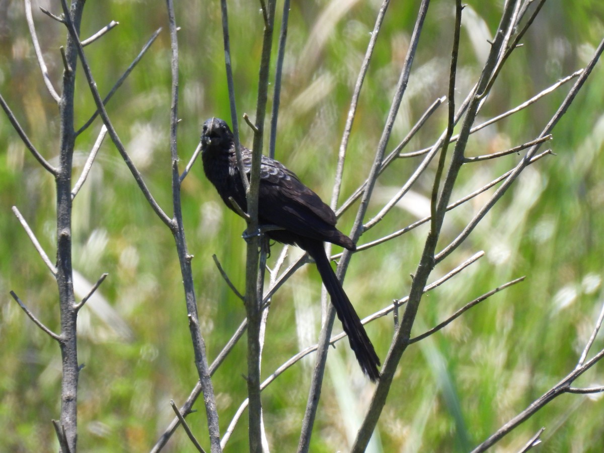 glattnebbani - ML646180079