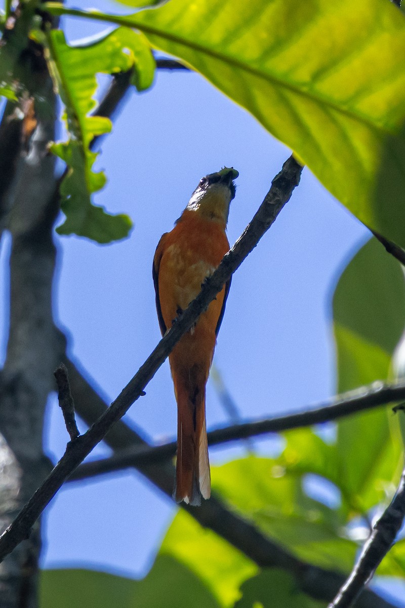 gråhakemønjefugl - ML646180085