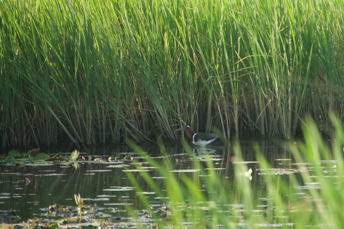 Greater Painted-Snipe - ML646180090