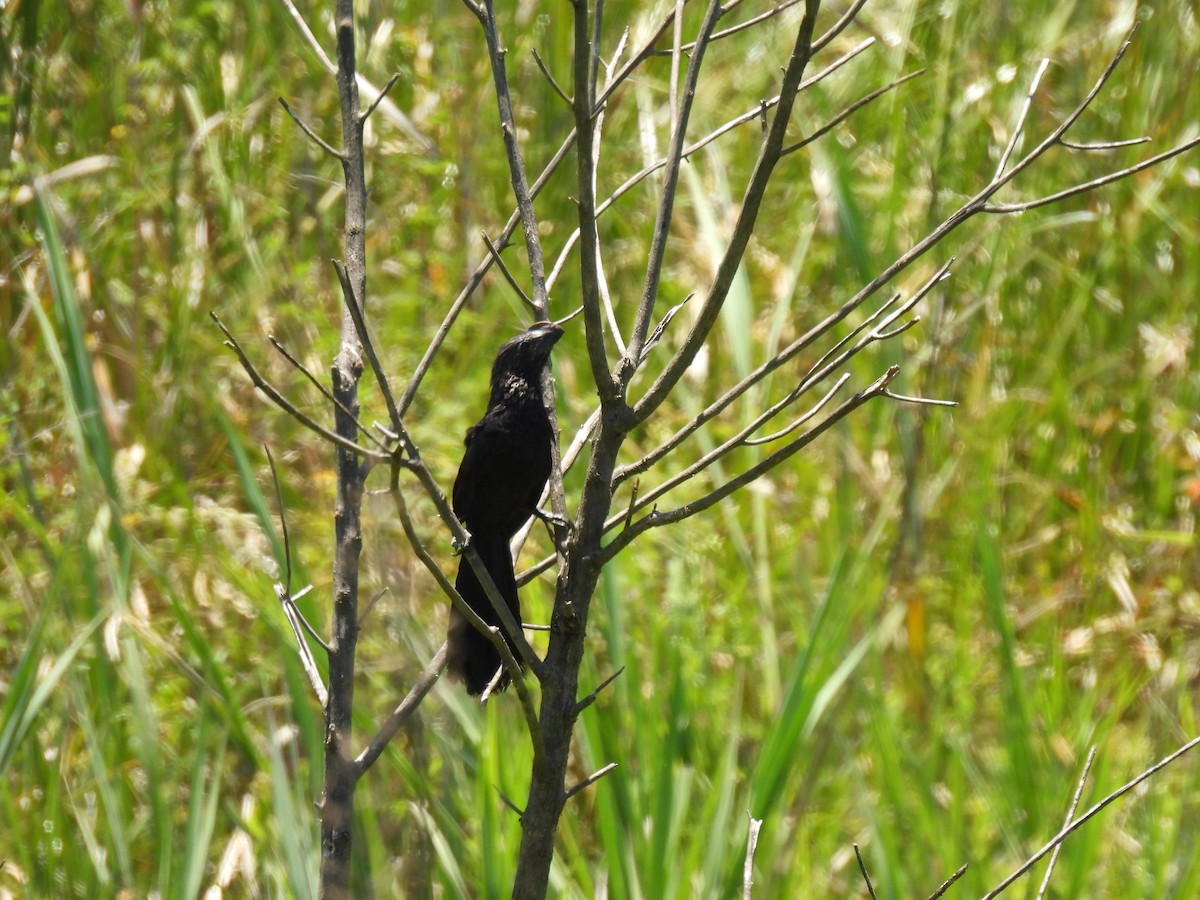 glattnebbani - ML646180093