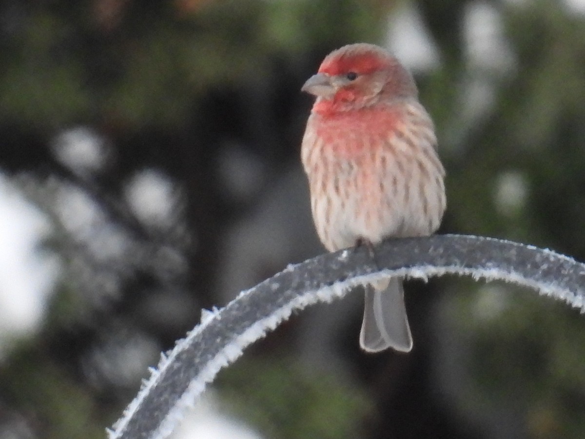 House Finch - ML646180094