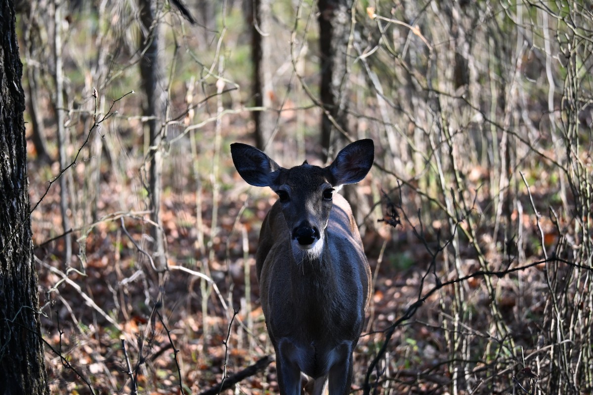 White-tailed Deer - ML646180096