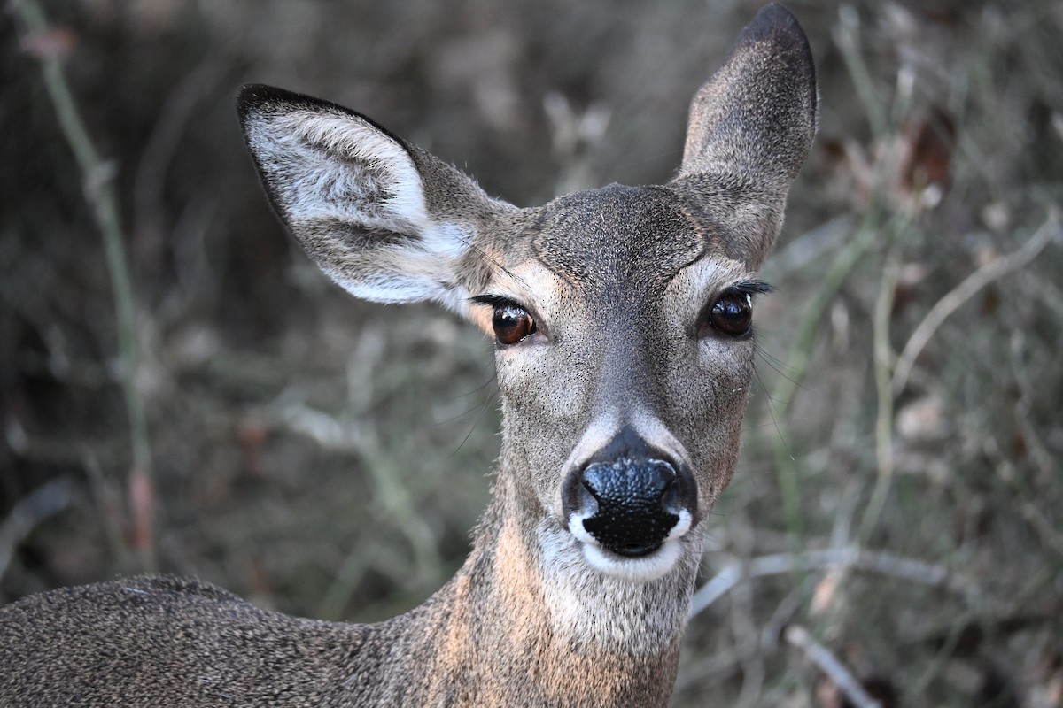 White-tailed Deer - ML646180097