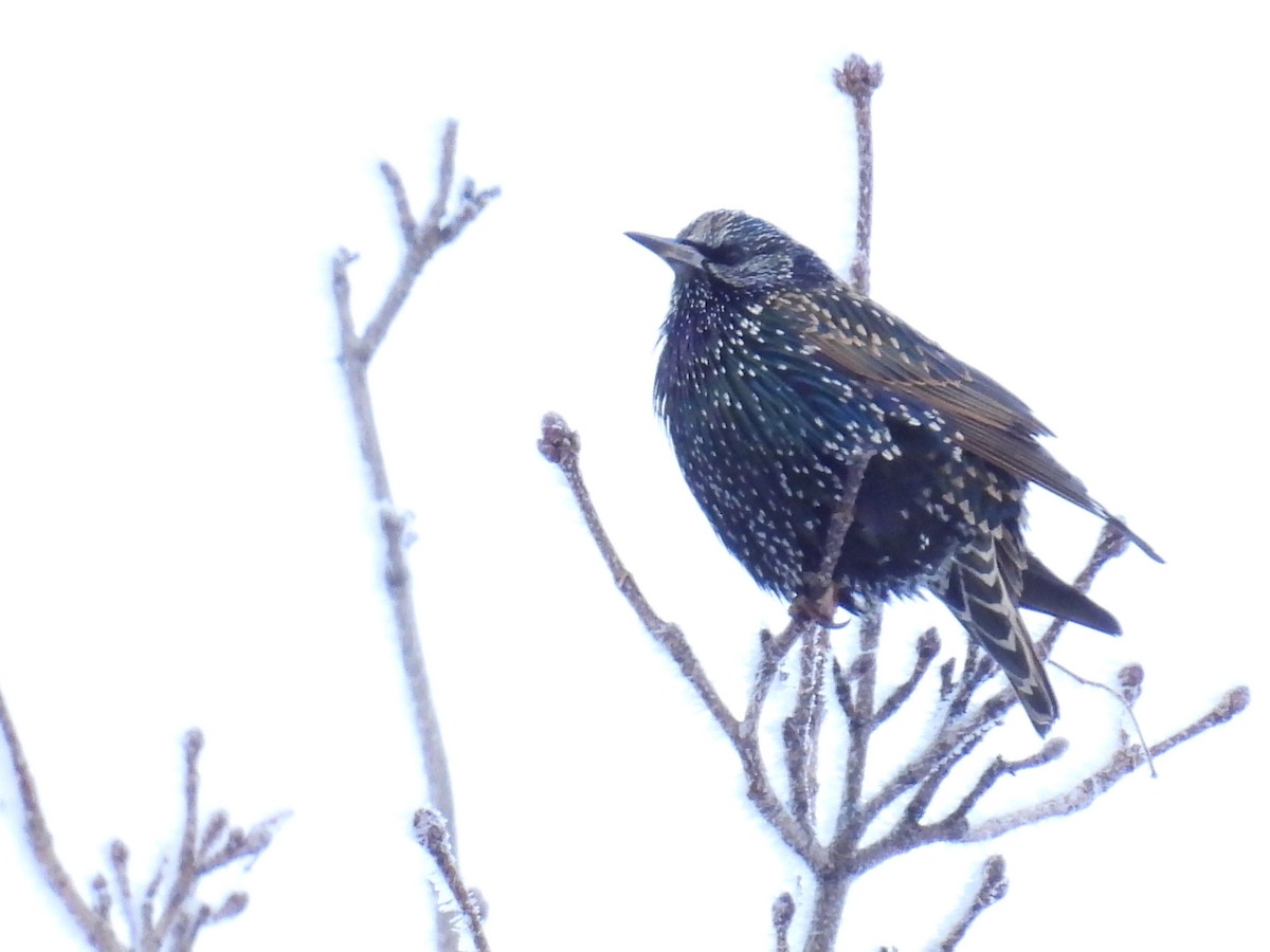 European Starling - ML646180101