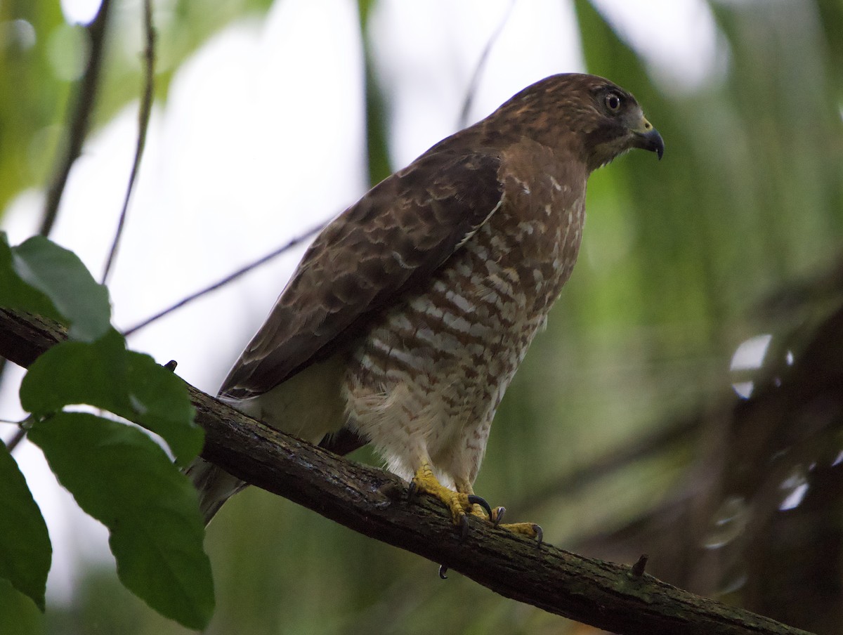 Broad-winged Hawk - ML646180104