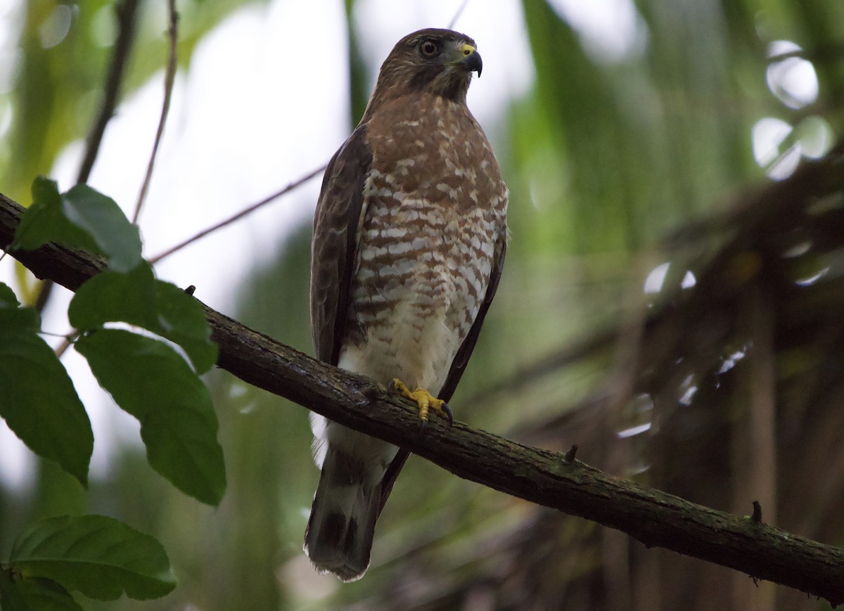 Broad-winged Hawk - ML646180105