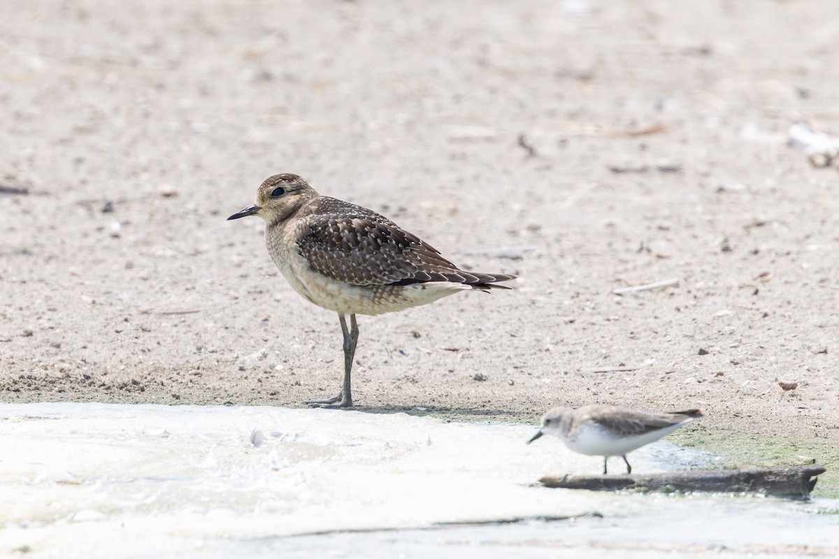 アメリカムナグロ - ML646180108