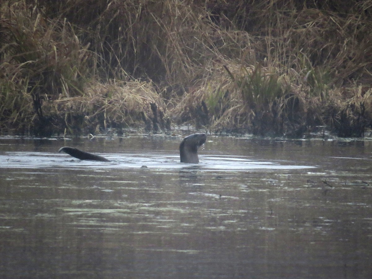 North American River Otter - ML646180110