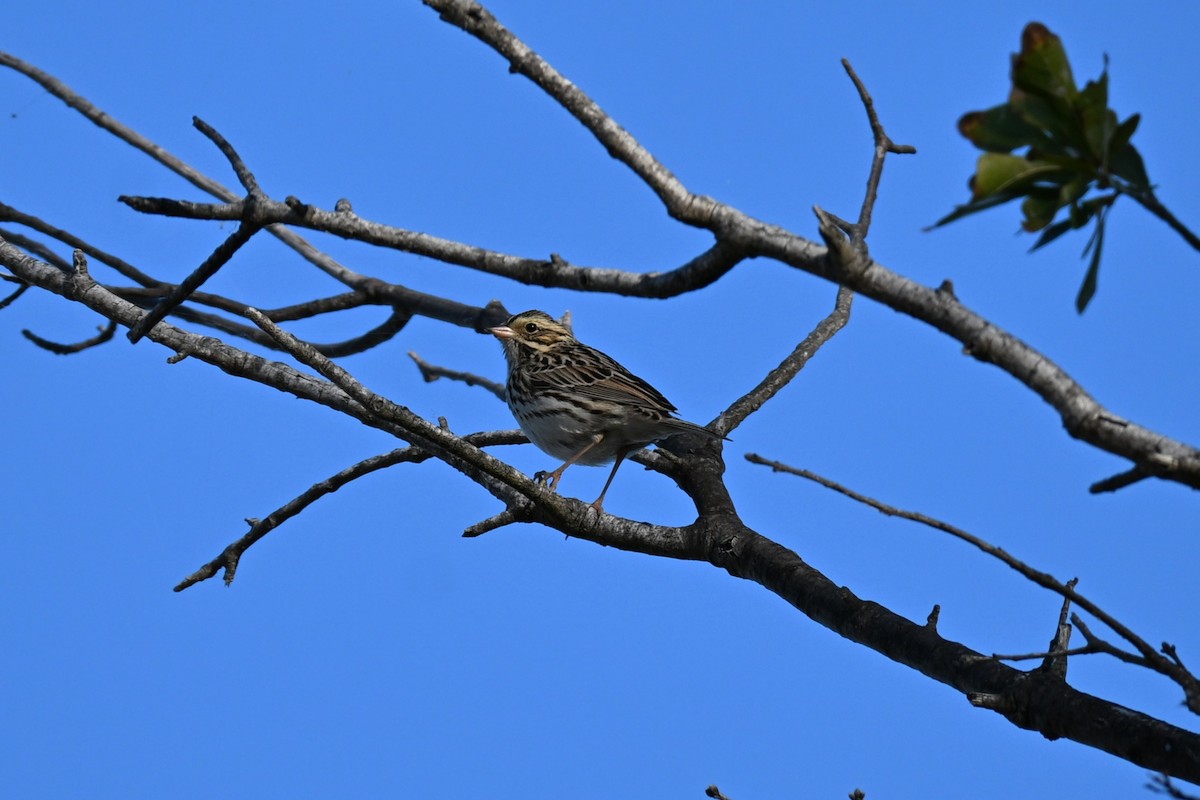 Savannah Sparrow - ML646180111
