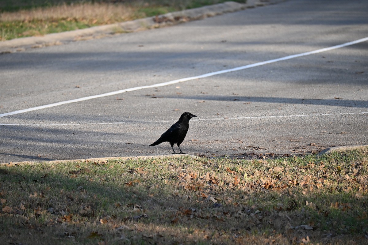 American Crow - ML646180120