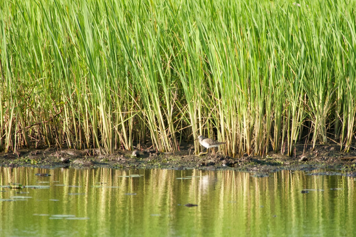 Wood Sandpiper - ML646180122