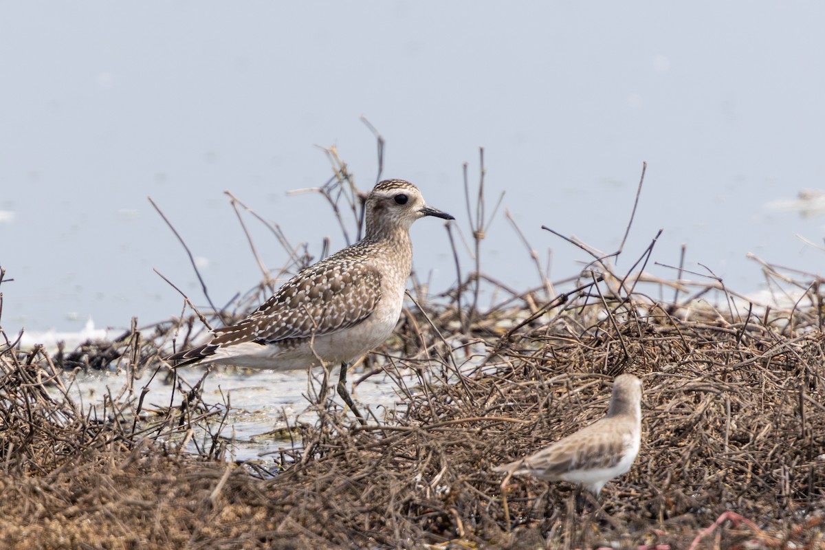 アメリカムナグロ - ML646180146