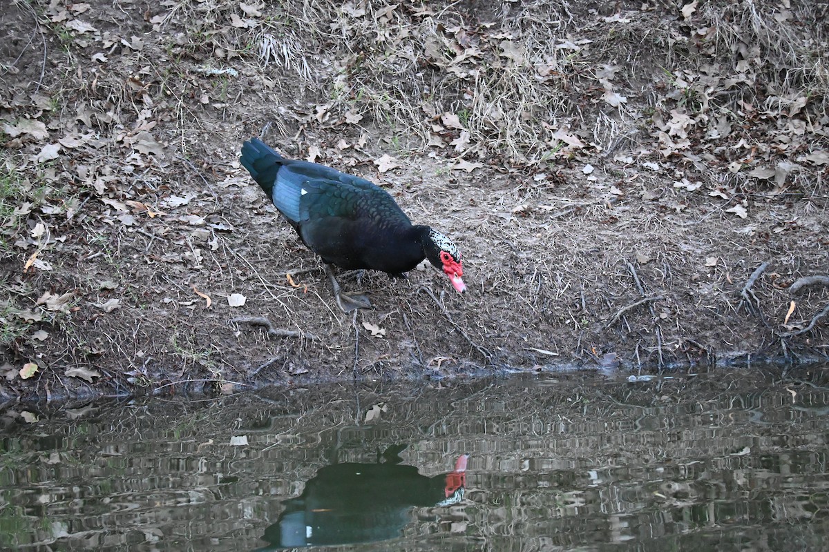 Muscovy Duck (Domestic type) - ML646180160