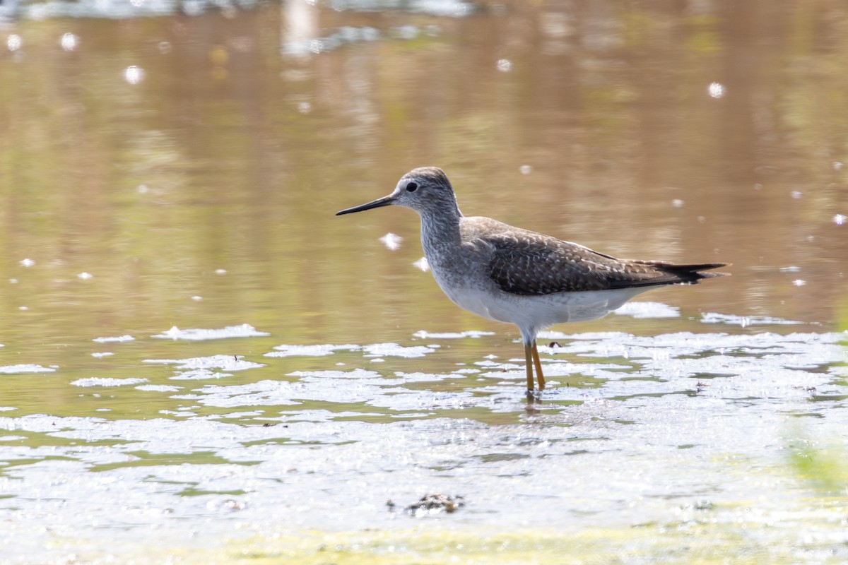 Желтоногий улит - ML646180194