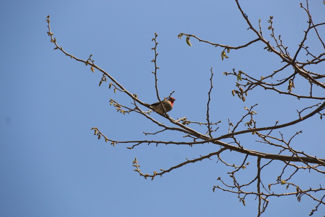 House Finch - ML646180199