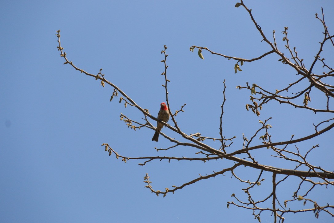 House Finch - ML646180200
