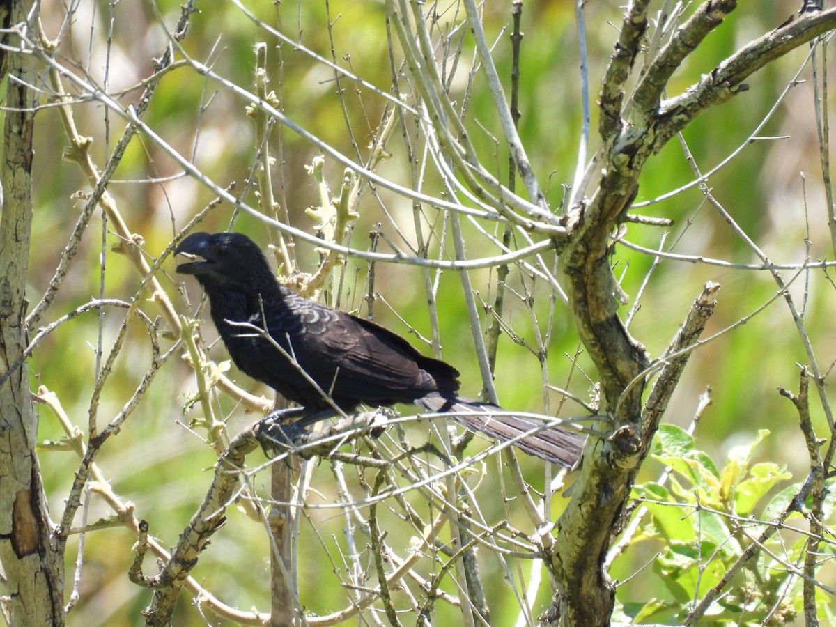 Гладкоклювая ани - ML646180201