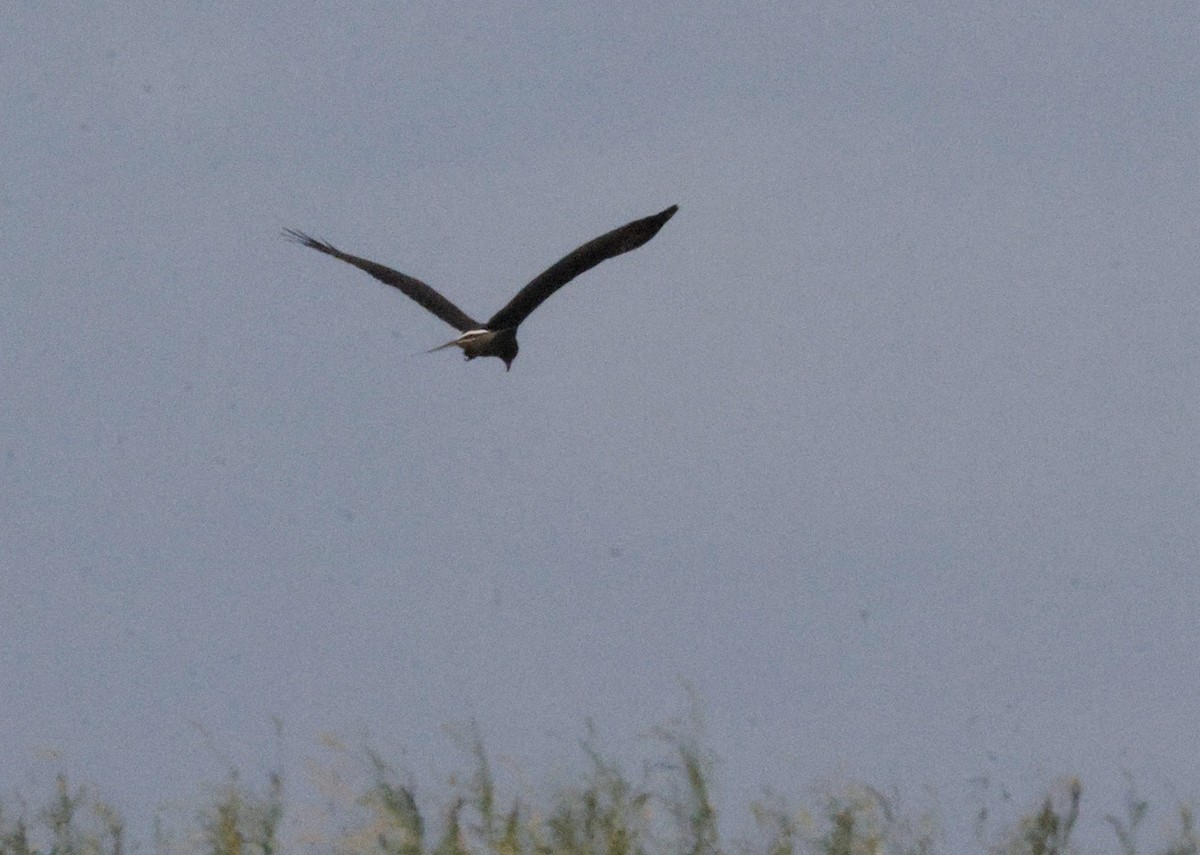 Коршун-слизнеед - ML646180202