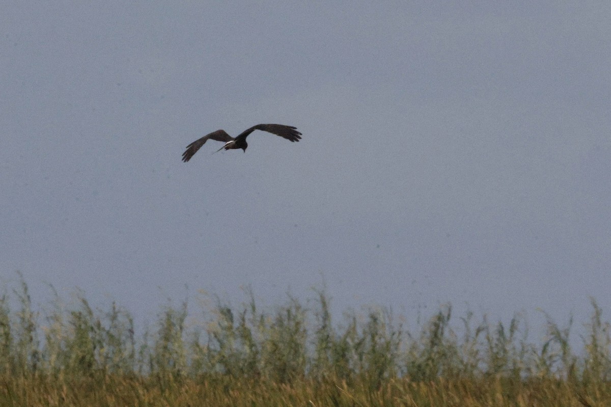 Коршун-слизнеед - ML646180203