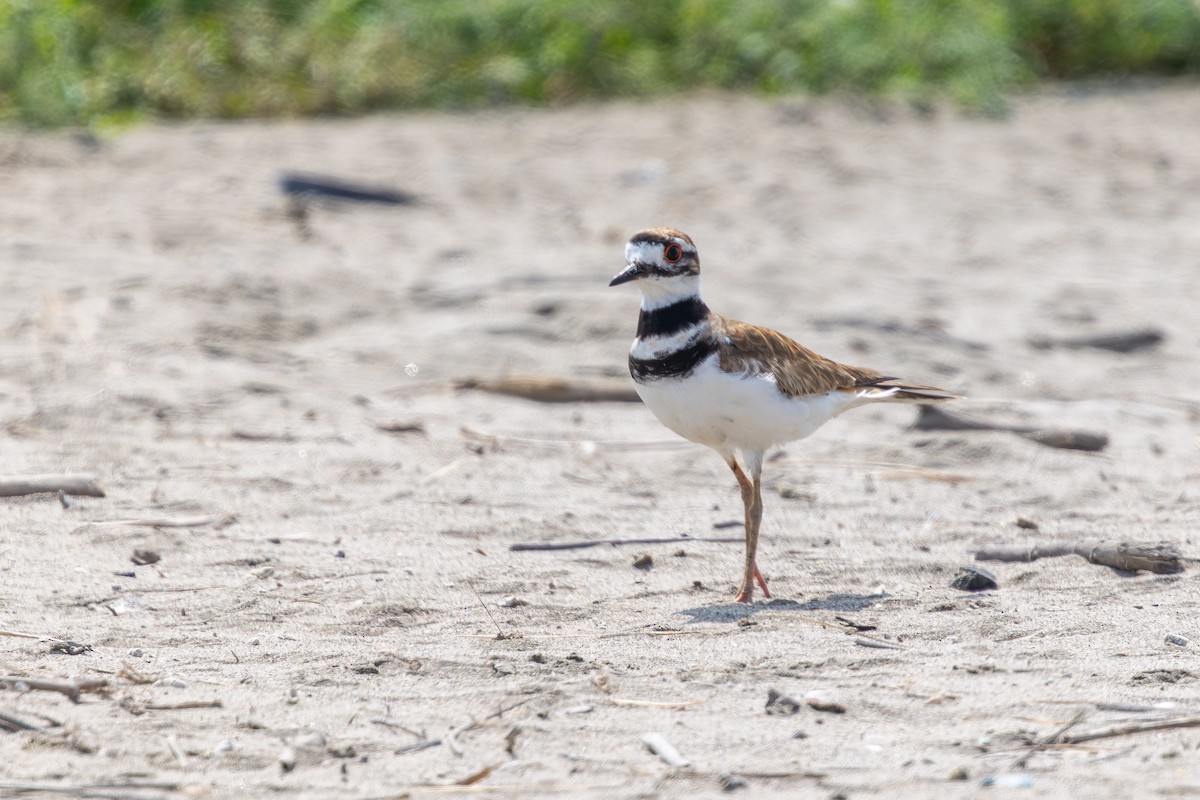 Крикливый зуёк - ML646180204