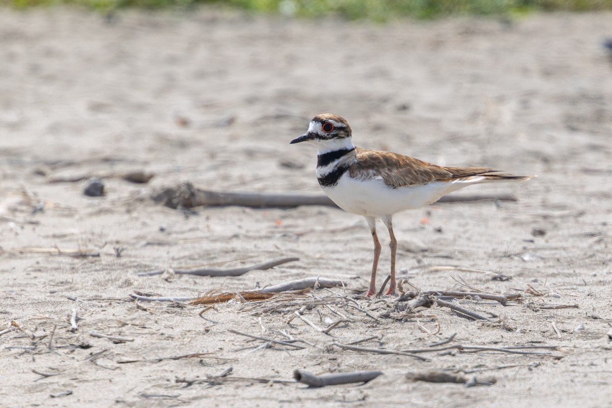 Крикливый зуёк - ML646180205