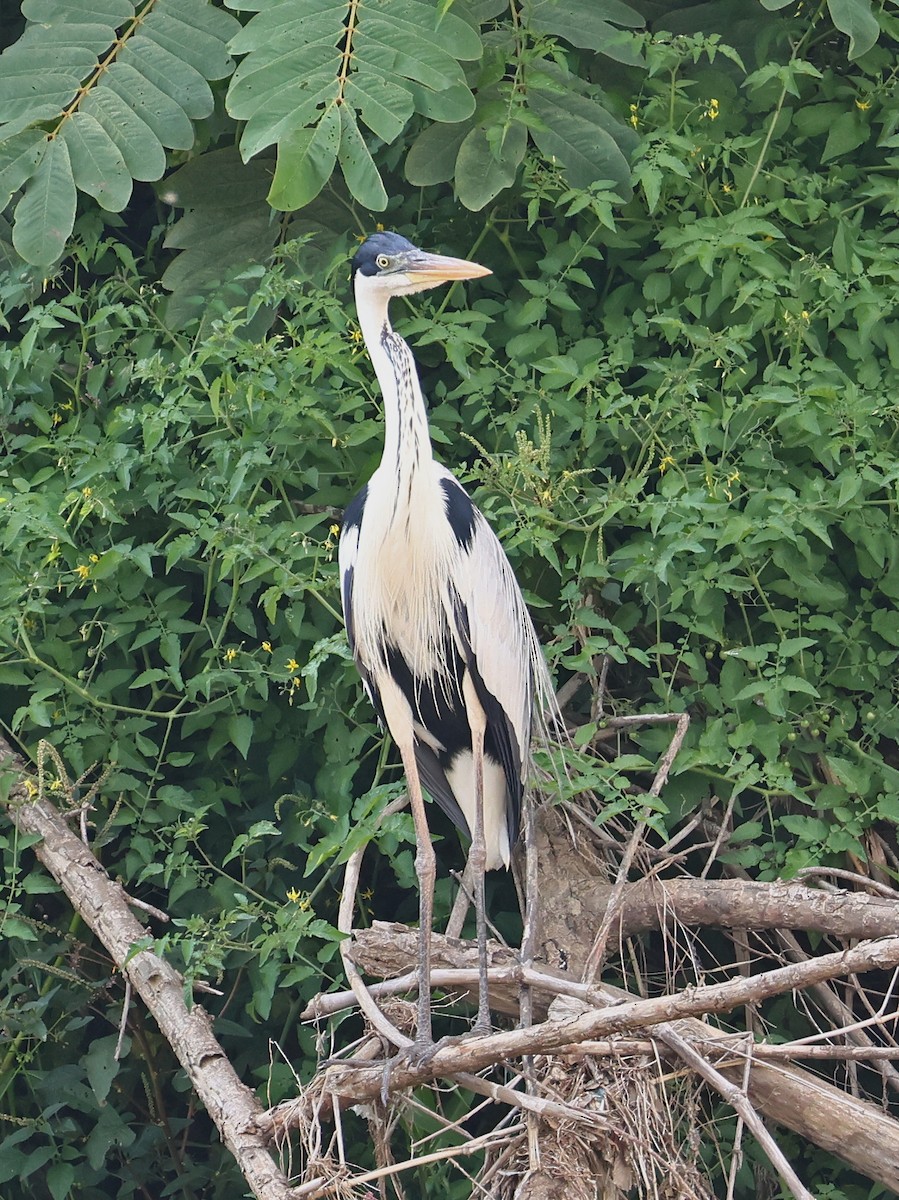 Южноамериканская цапля - ML646180206