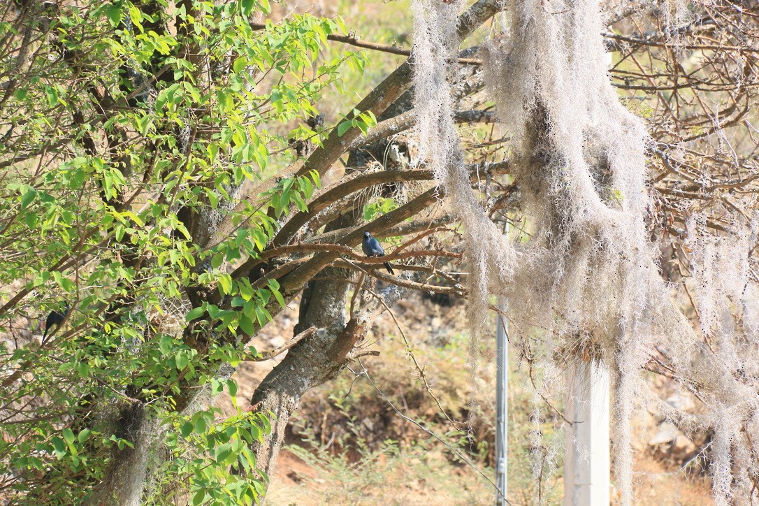 Синий пересмешник - ML646180207