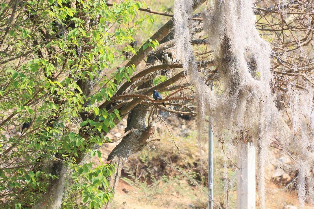 Синий пересмешник - ML646180209