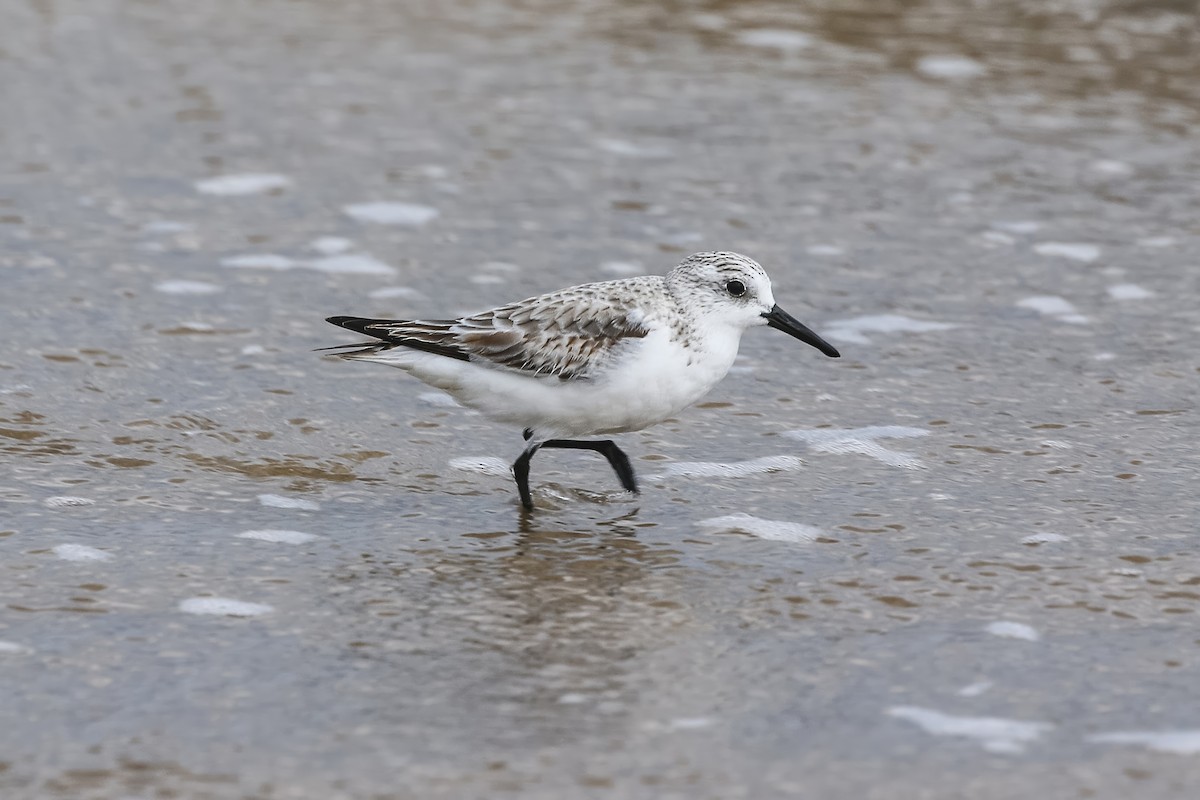 Песчанка - ML646180210