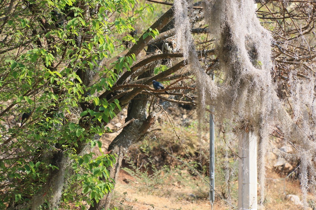 Синий пересмешник - ML646180211