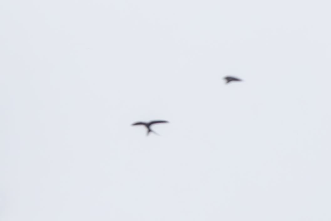 Вилохвостый стрижик - ML646180212