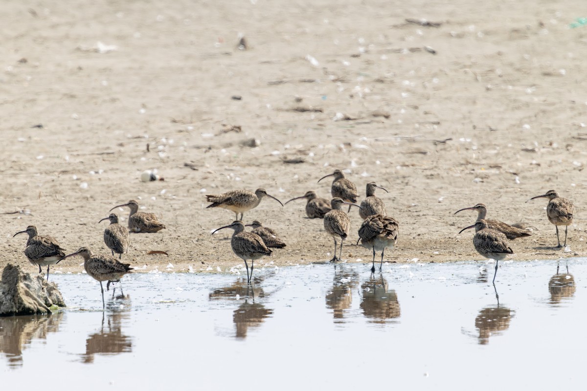 Hudsonian Whimbrel - ML646180214
