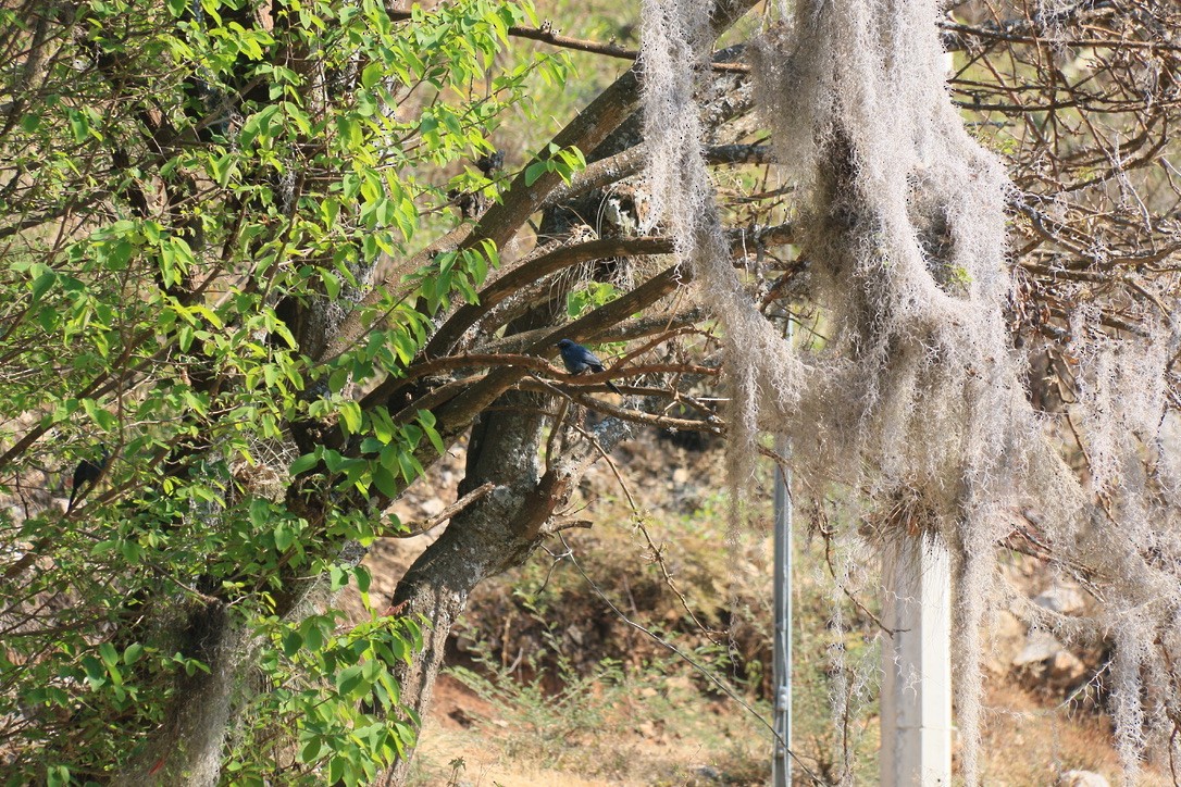 Синий пересмешник - ML646180215