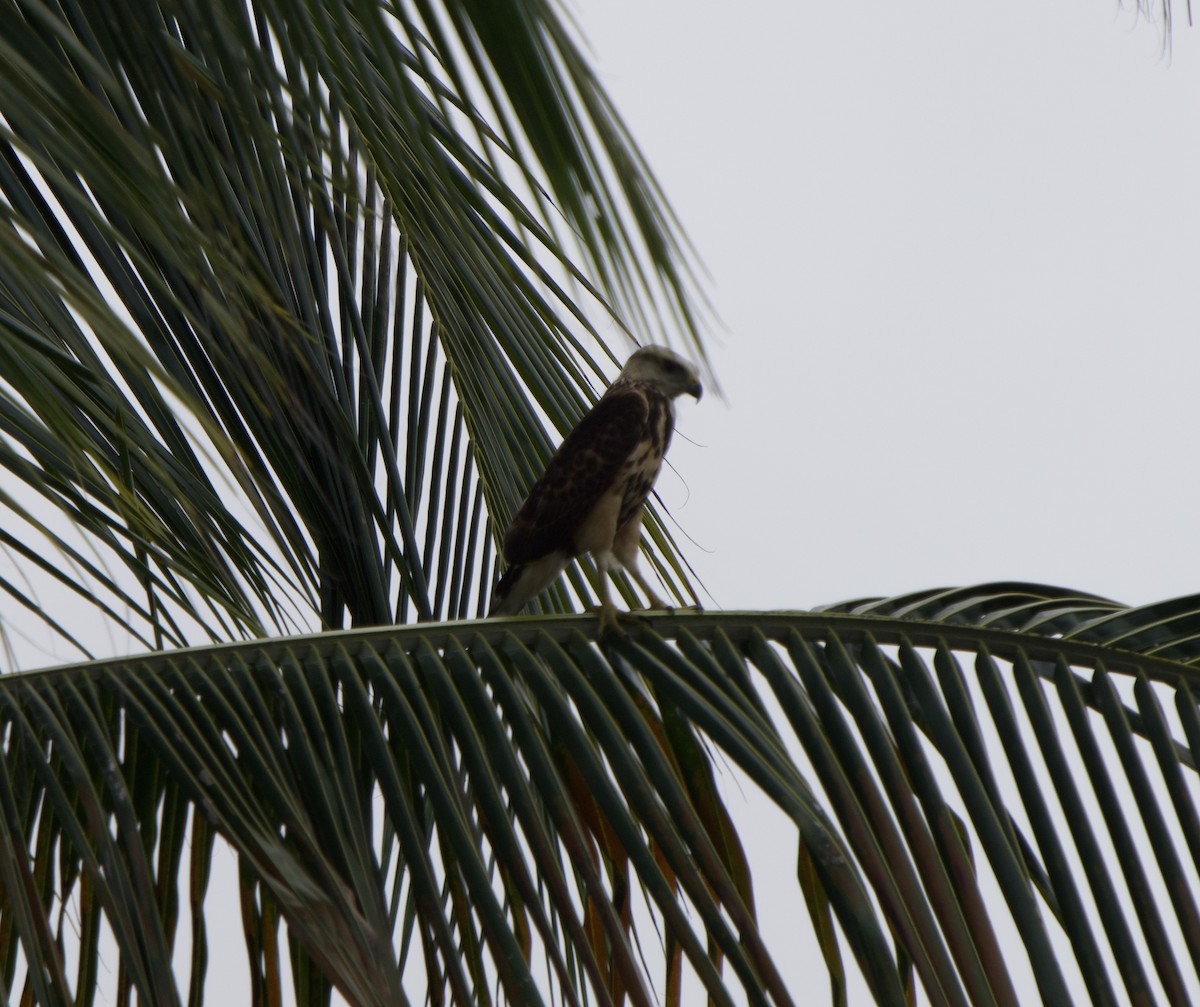 Химахима - ML646180216