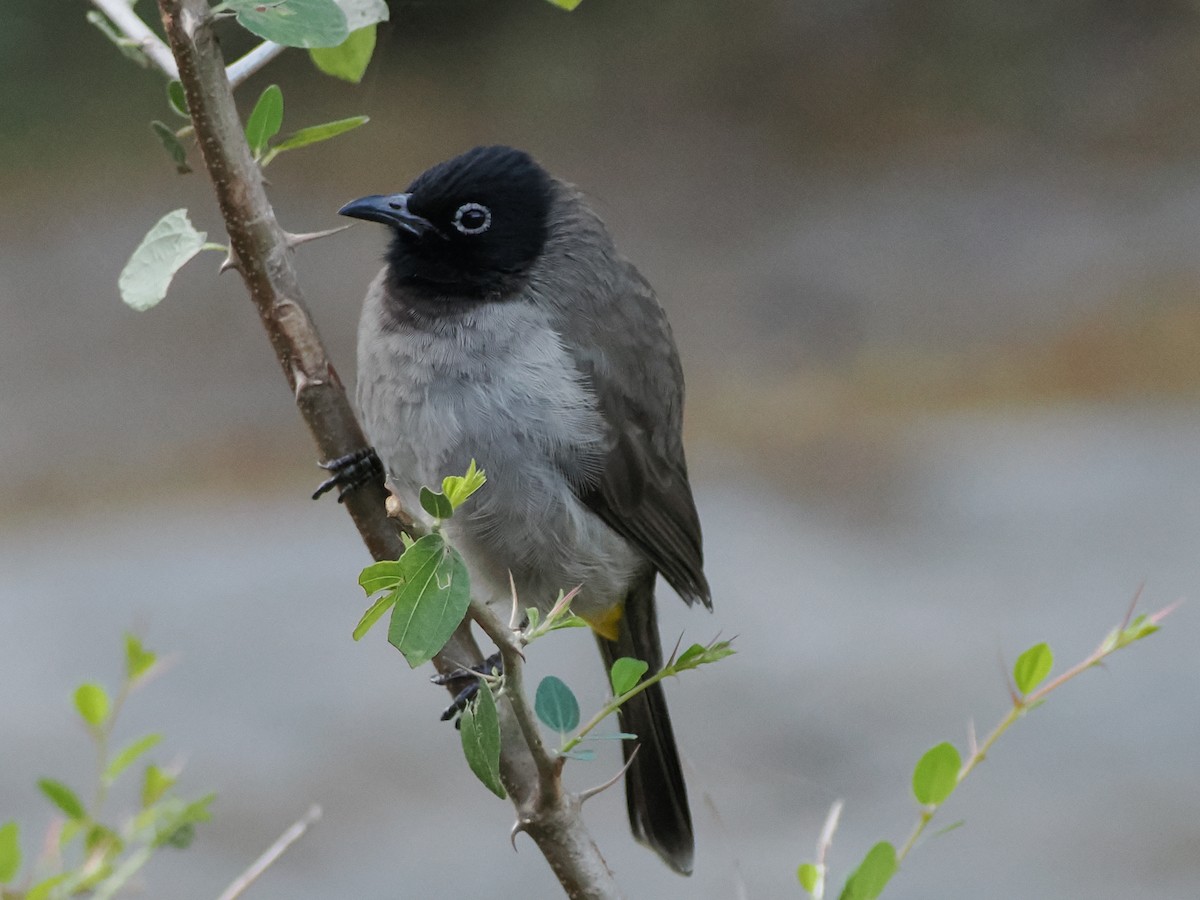 Желтогузый бюльбюль - ML646180217