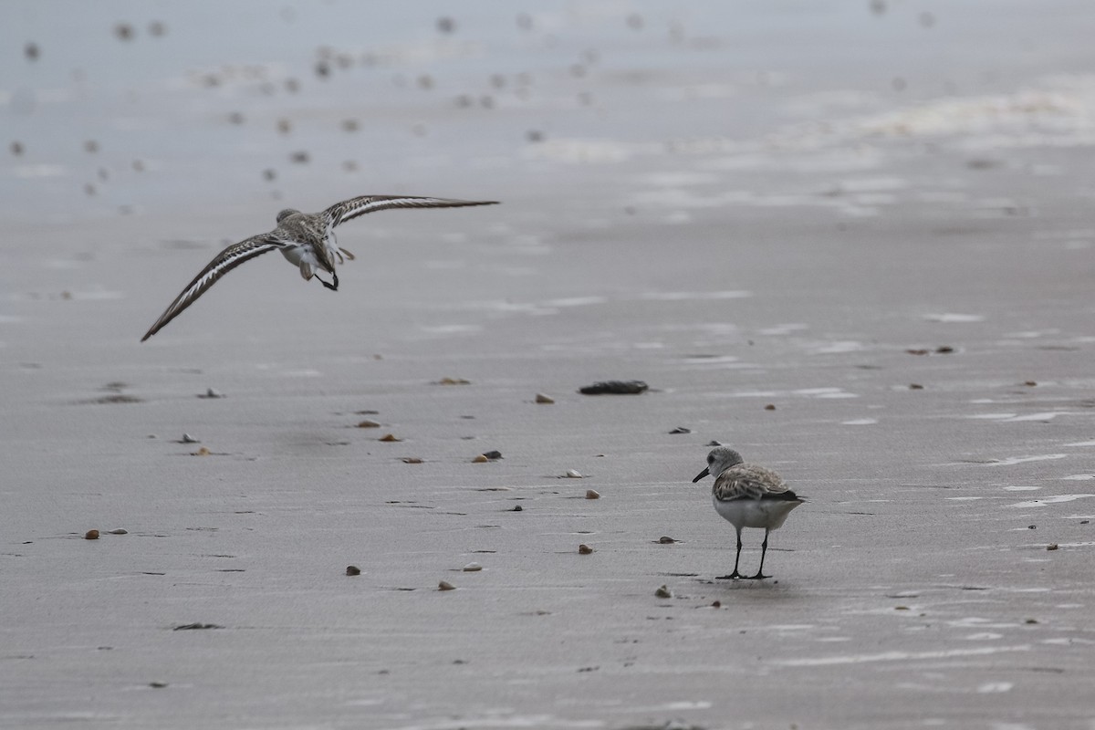 Песчанка - ML646180219