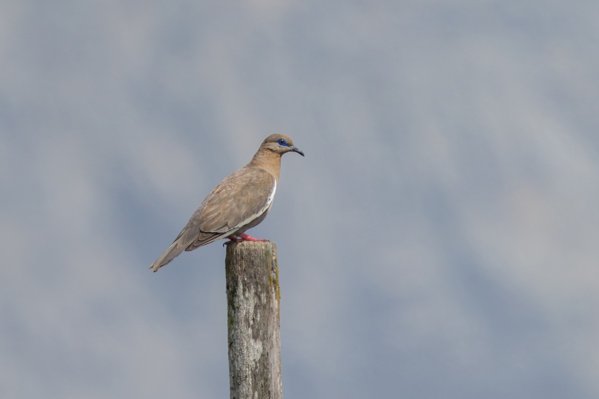 Перуанская горлица - ML646180222