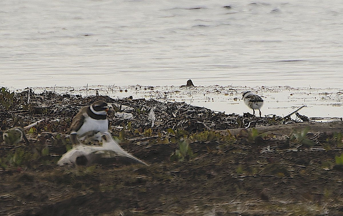 Галстучник - ML646180223