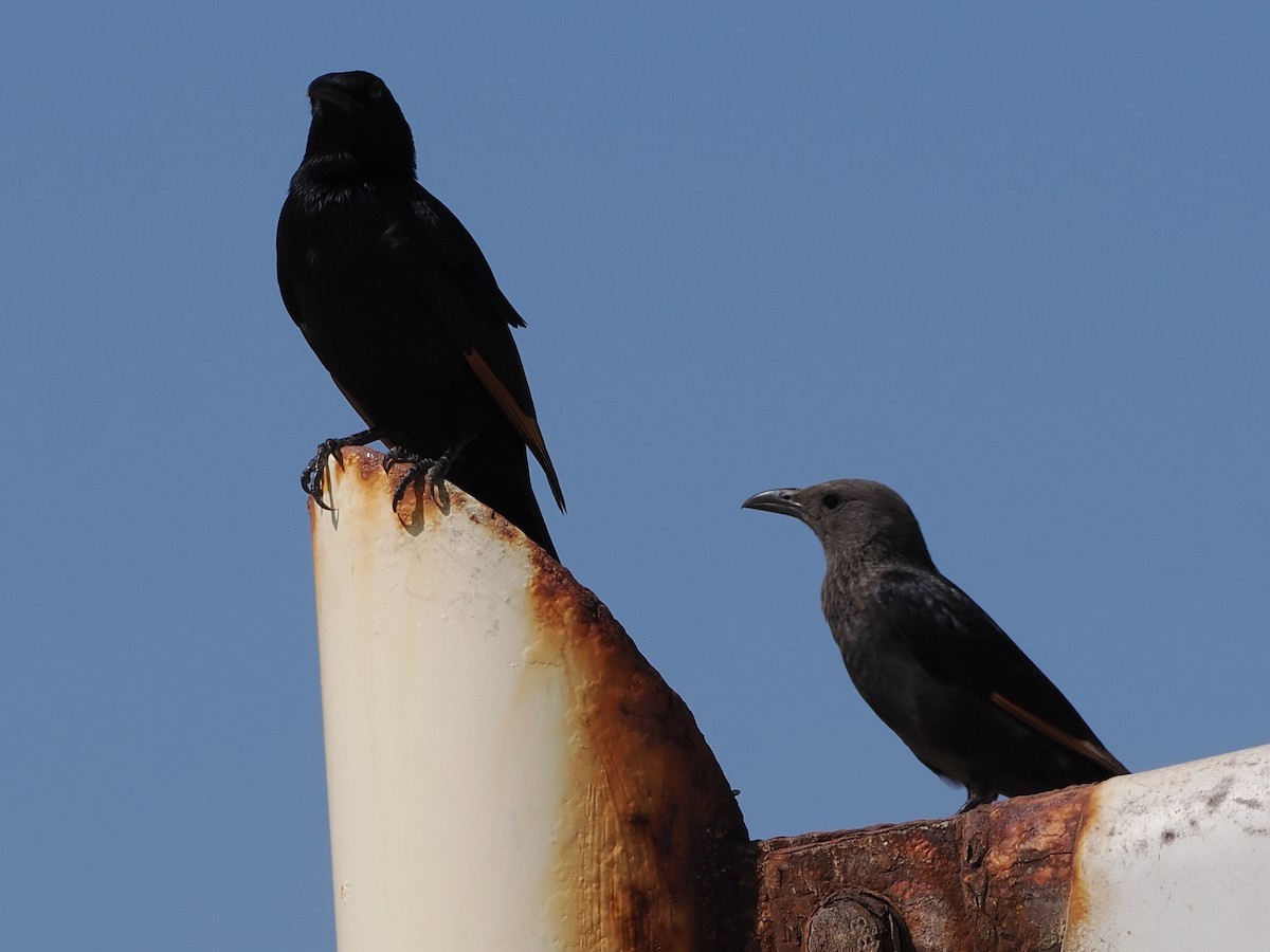 Тристрамов скворец - ML646180224