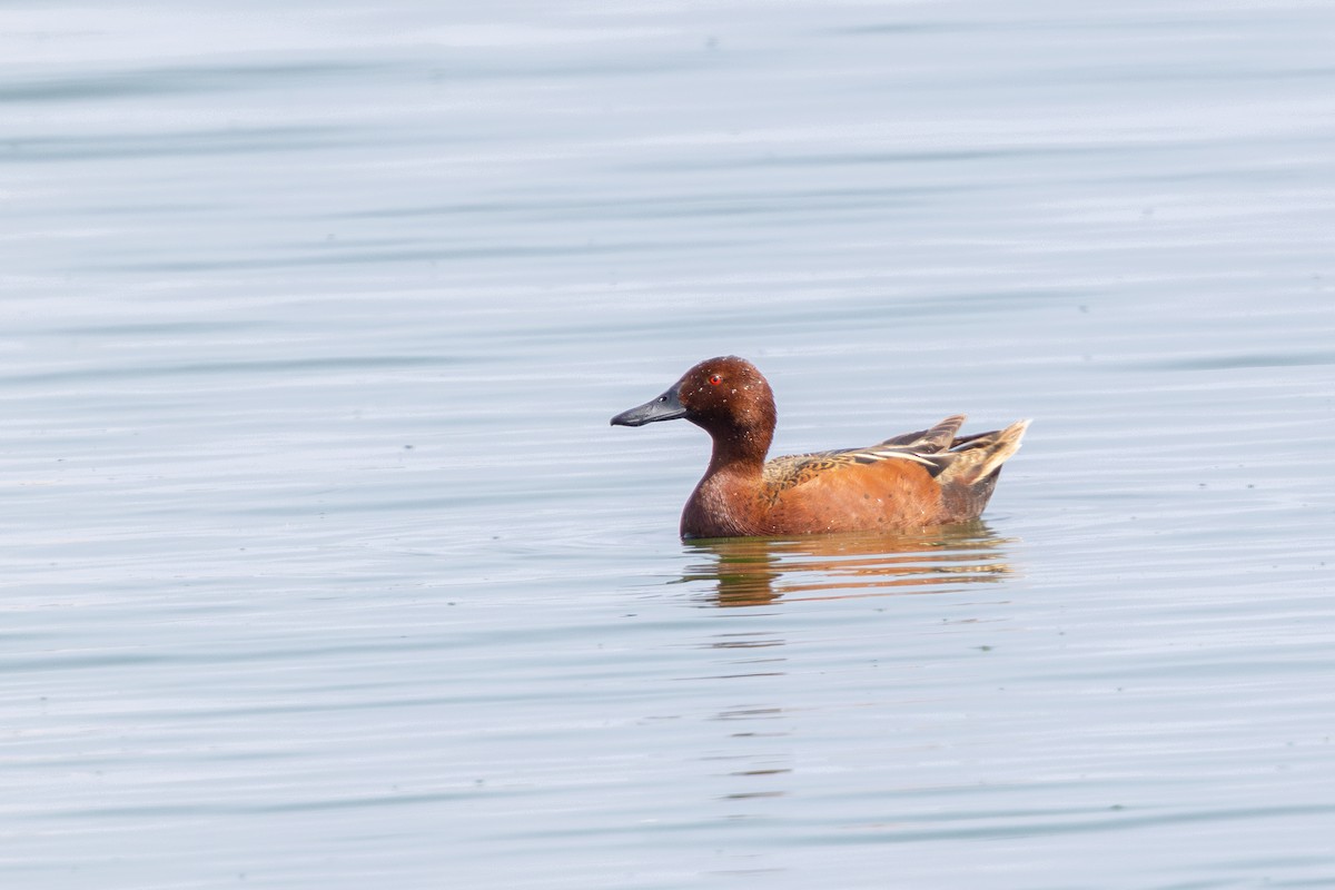 Коричневый чирок - ML646180225