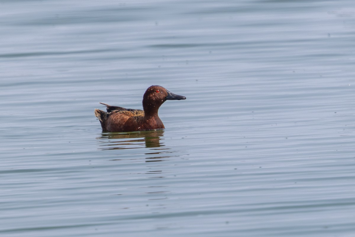 Коричневый чирок - ML646180226
