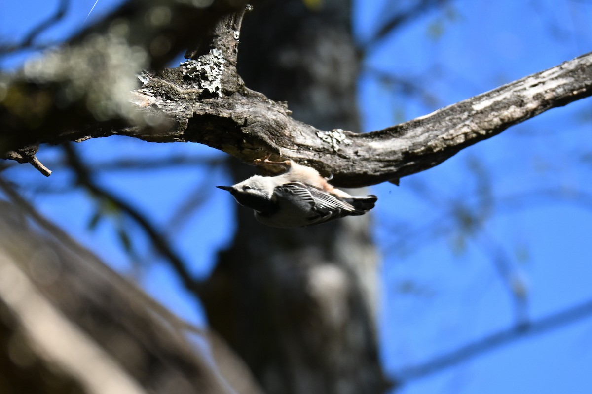 Каролинский поползень - ML646180227