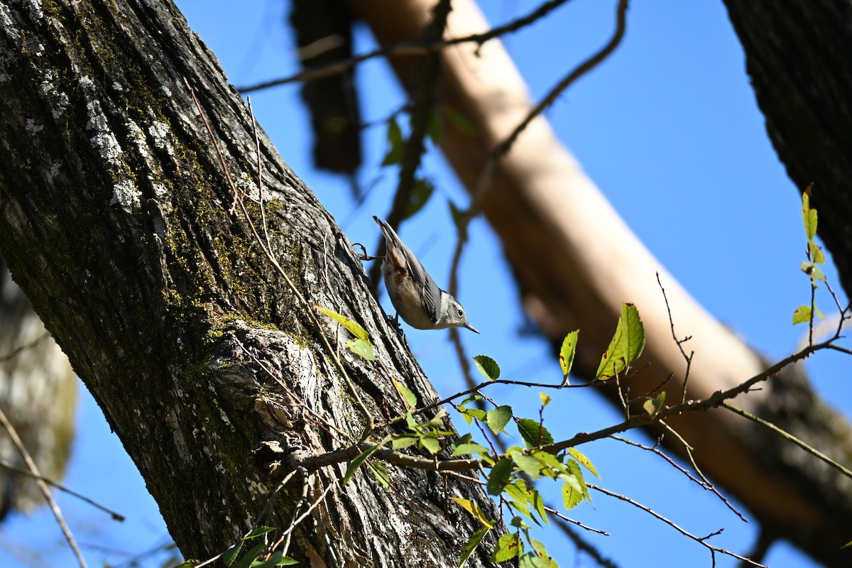 Каролинский поползень - ML646180228